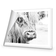 Henrietta the Highland Cow