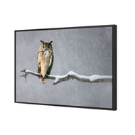 Eurasian Eagle Owl