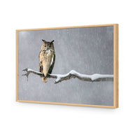 Eurasian Eagle Owl