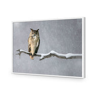 Eurasian Eagle Owl