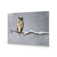 Eurasian Eagle Owl