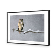 Eurasian Eagle Owl