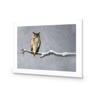 Eurasian Eagle Owl