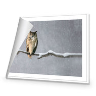 Eurasian Eagle Owl