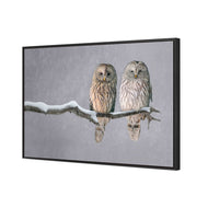 Ural Owl Pair