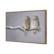 Ural Owl Pair