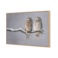 Ural Owl Pair