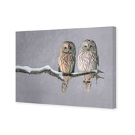 Ural Owl Pair