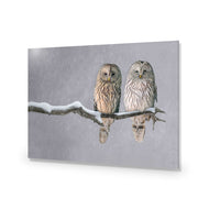 Ural Owl Pair