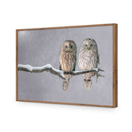 Ural Owl Pair