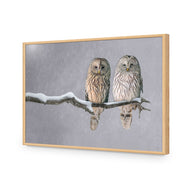 Ural Owl Pair