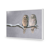 Ural Owl Pair