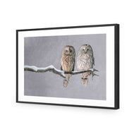 Ural Owl Pair