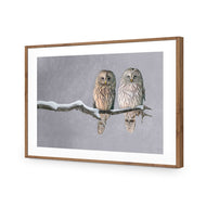 Ural Owl Pair