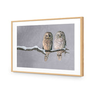 Ural Owl Pair