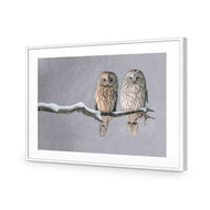 Ural Owl Pair