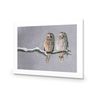 Ural Owl Pair