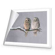 Ural Owl Pair