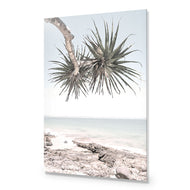 Pandanus in the Sky