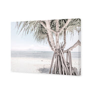 Pandanus at the Beach
