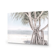 Pandanus at the Beach