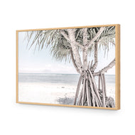 Pandanus at the Beach