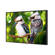 Kookaburra Pair