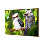 Kookaburra Pair