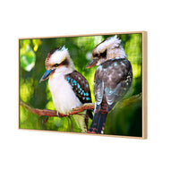 Kookaburra Pair