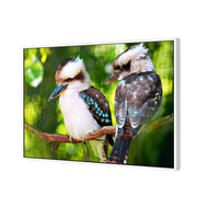 Kookaburra Pair