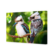 Kookaburra Pair