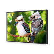 Kookaburra Pair