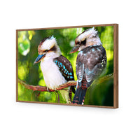 Kookaburra Pair