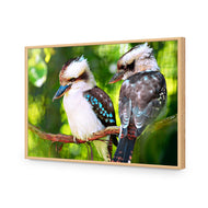 Kookaburra Pair