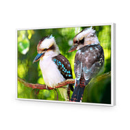 Kookaburra Pair