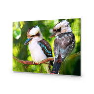Kookaburra Pair