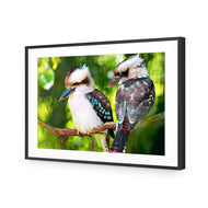 Kookaburra Pair