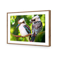 Kookaburra Pair