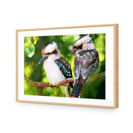 Kookaburra Pair