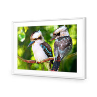 Kookaburra Pair