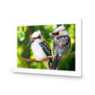 Kookaburra Pair