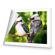 Kookaburra Pair