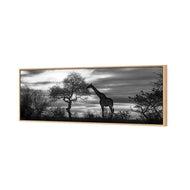Giraffe at Sunset, B&W