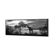 Giraffe at Sunset, B&W