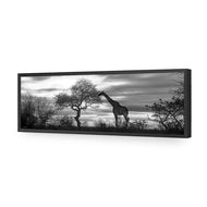 Giraffe at Sunset, B&W
