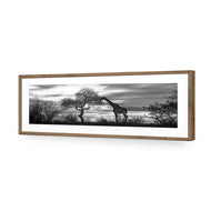 Giraffe at Sunset, B&W