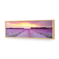 Lavender Sunset