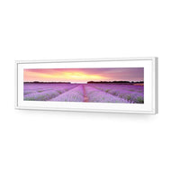 Lavender Sunset
