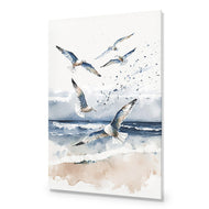 Seagulls 1