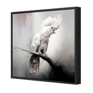 Lonely Cockatoo